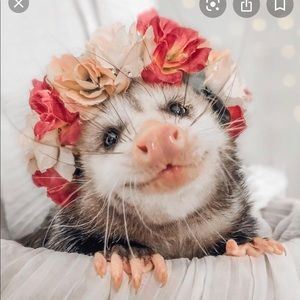 Meet your Posher, Laura